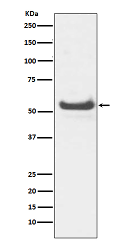 JNK3 (19B13) Rabbit Monoclonal Antibody | 兔单抗 | EnkiLife恩玑生命
