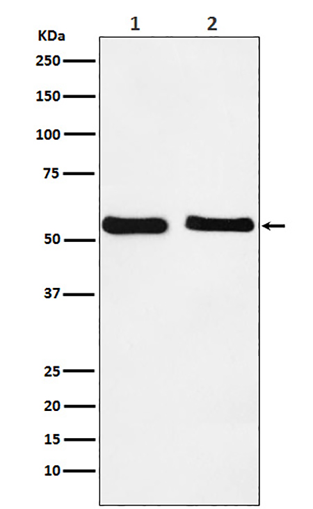 KLF10 (16L10) Rabbit Monoclonal Antibody | 兔单抗 | EnkiLife恩玑生命