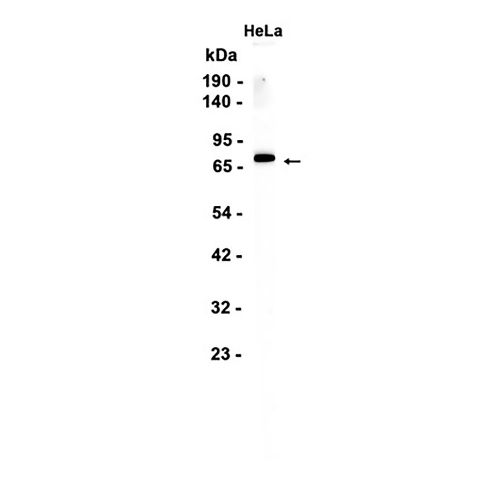 Ku80 (17A1) Rabbit Monoclonal Antibody | 兔单抗 | EnkiLife恩玑生命
