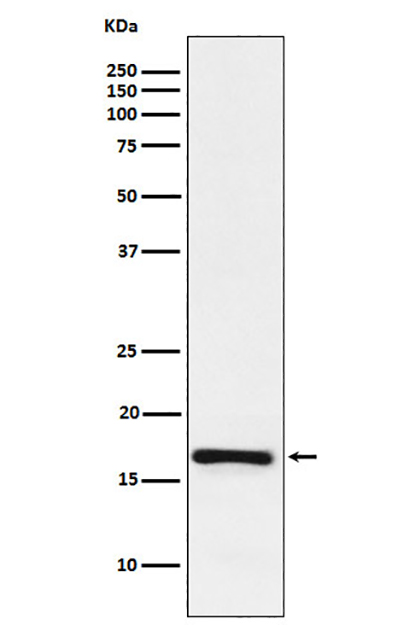 LMO4 (7B8) Rabbit Monoclonal Antibody | 兔单抗 | EnkiLife恩玑生命