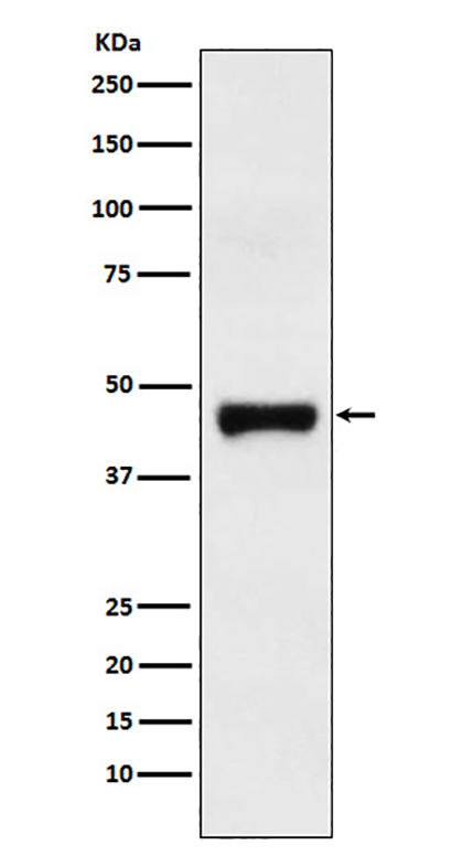 LRG1 (8F15) Rabbit Monoclonal Antibody | 兔单抗 | EnkiLife恩玑生命