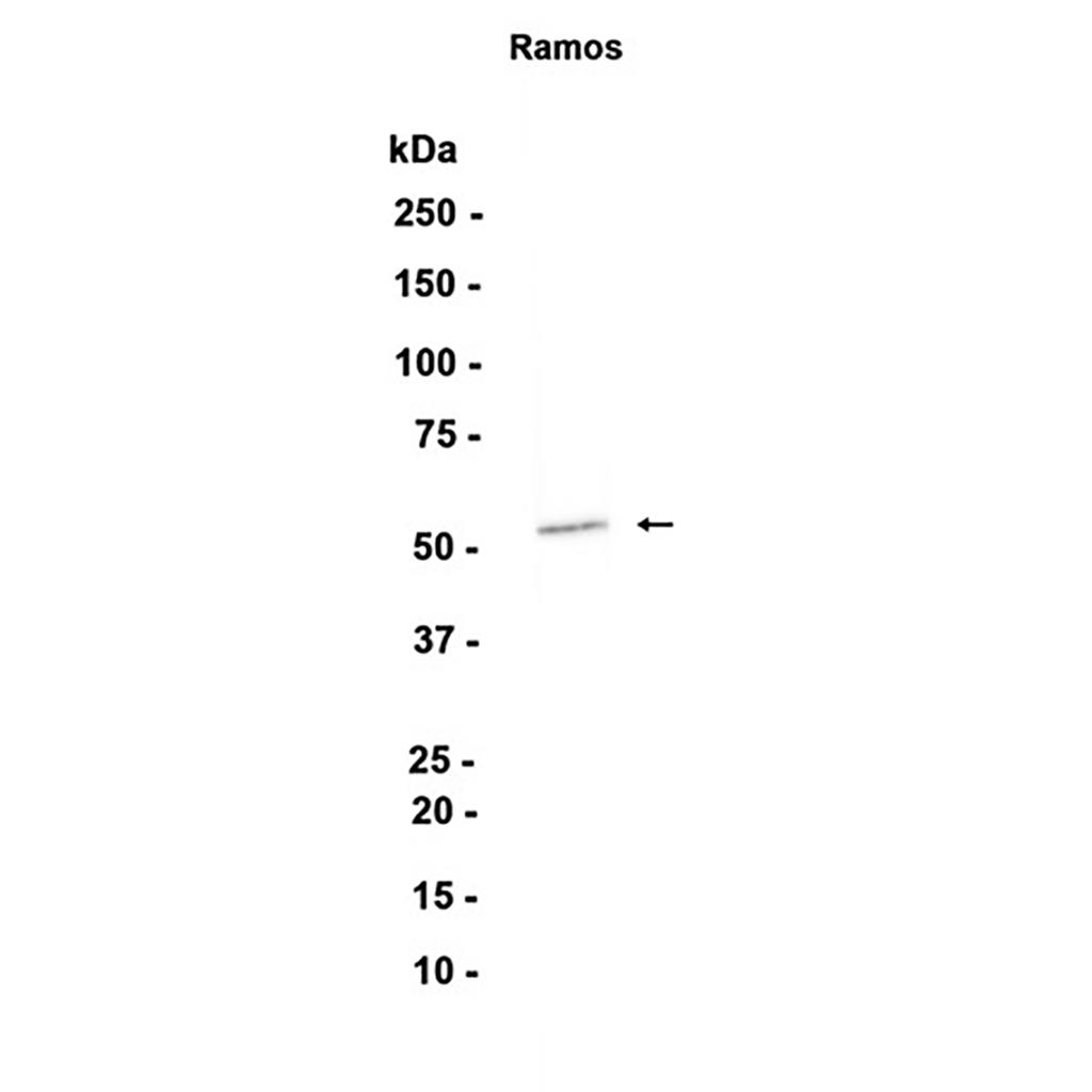 LSP1 (8U19) Rabbit Monoclonal Antibody | 兔单抗 | EnkiLife恩玑生命