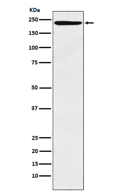 LY75 (12P8) Rabbit Monoclonal Antibody | 兔单抗 | EnkiLife恩玑生命