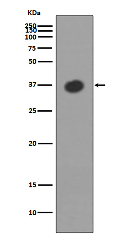 Maltose Binding Protein (6B6) Rabbit Monoclonal Antibody | 兔单抗 | EnkiLife恩玑生命