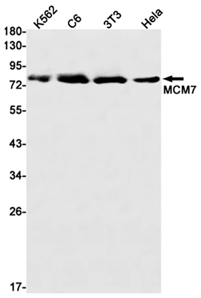 MCM7 (3E12) Rabbit Monoclonal Antibody | 兔单抗 | EnkiLife恩玑生命