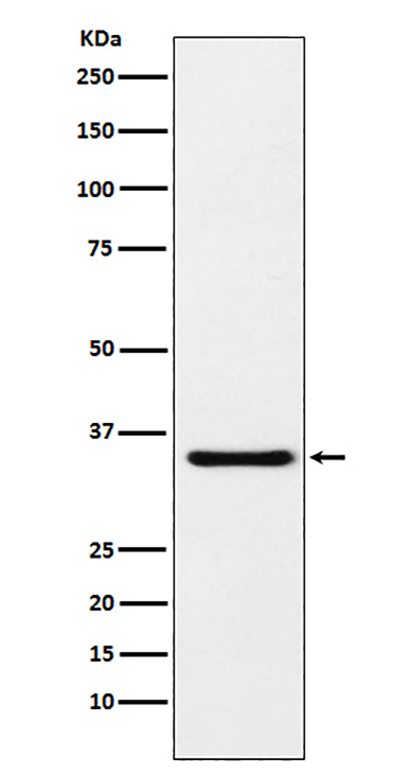 MDH1 (4Q13) Rabbit Monoclonal Antibody | 兔单抗 | EnkiLife恩玑生命