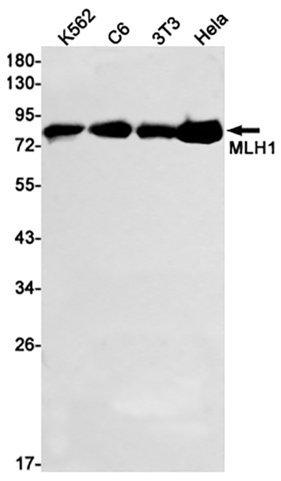 MLH1 (18Q4) Rabbit Monoclonal Antibody | 兔单抗 | EnkiLife恩玑生命