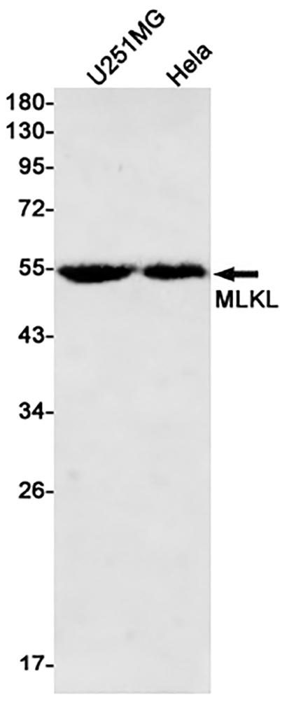 MLKL (10P13) Rabbit Monoclonal Antibody | 兔单抗 | EnkiLife恩玑生命
