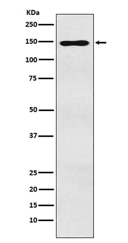 MYBBP1A (14I6) Rabbit Monoclonal Antibody | 兔单抗 | EnkiLife恩玑生命