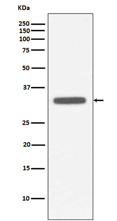 MyD88 (5Y8) Rabbit Monoclonal Antibody | 兔单抗 | EnkiLife恩玑生命