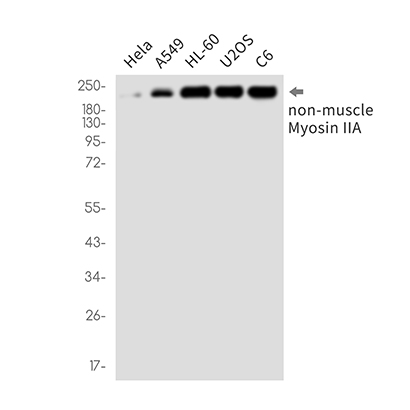 MYH9 (16V8) Rabbit Monoclonal Antibody | 兔单抗 | EnkiLife恩玑生命