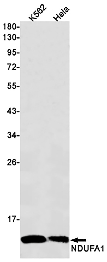 NDUFA1 (6J2) Rabbit Monoclonal Antibody | 兔单抗 | EnkiLife恩玑生命