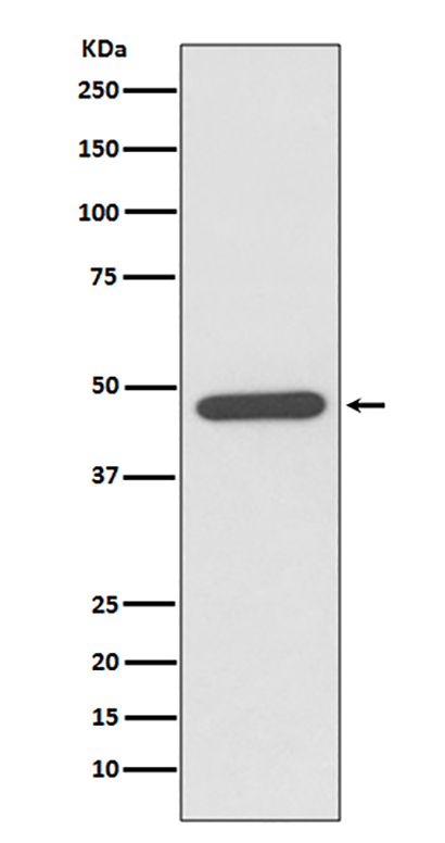 NeuroD1 (11M3) Rabbit Monoclonal Antibody | 兔单抗 | EnkiLife恩玑生命