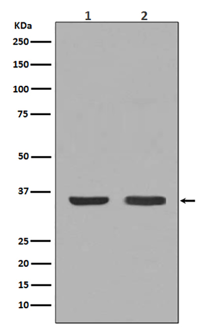 NGF (12T9) Rabbit Monoclonal Antibody | 兔单抗 | EnkiLife恩玑生命