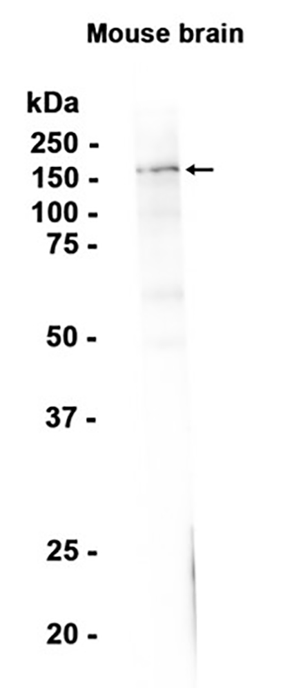 nNOS (neuronal) (9C9) Rabbit Monoclonal Antibody | 兔单抗 | EnkiLife恩玑生命