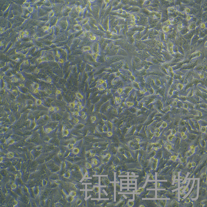 C17.2（小鼠神经干细胞）YB-7039MC