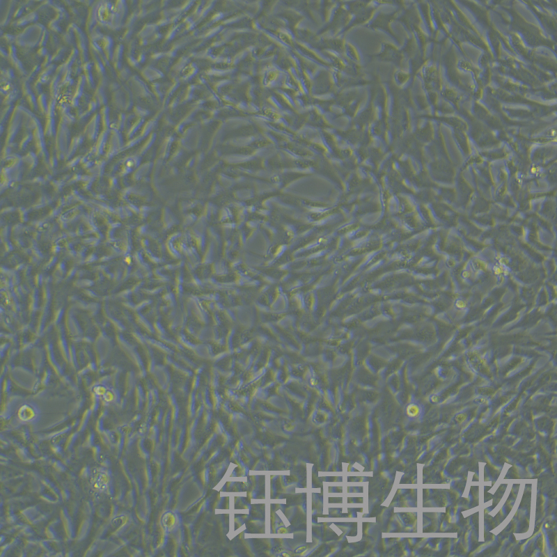 MOVAS（小鼠主动脉平滑肌细胞）YB-7040MC