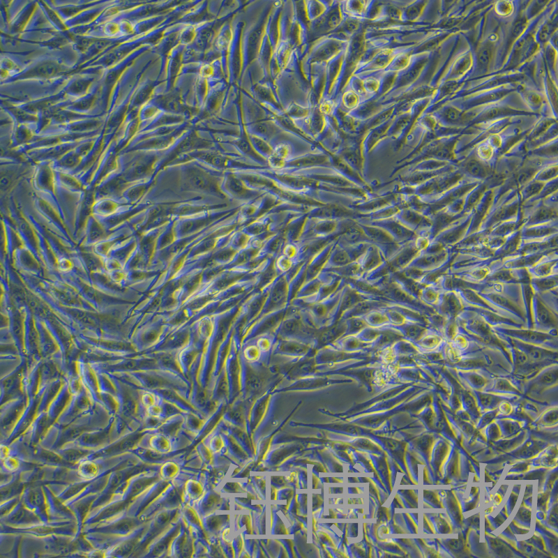 SK-MEL-28（人恶性黑色素瘤细胞）YB-71824HC