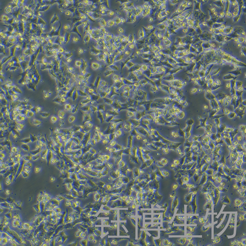 MN9D（小鼠中脑多巴胺能神经元细胞）YB-7041MC