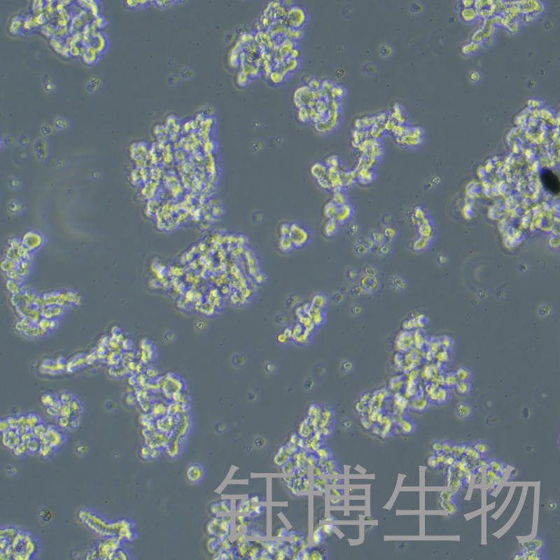 Y79（人视网膜母细胞瘤）YB-71825HC