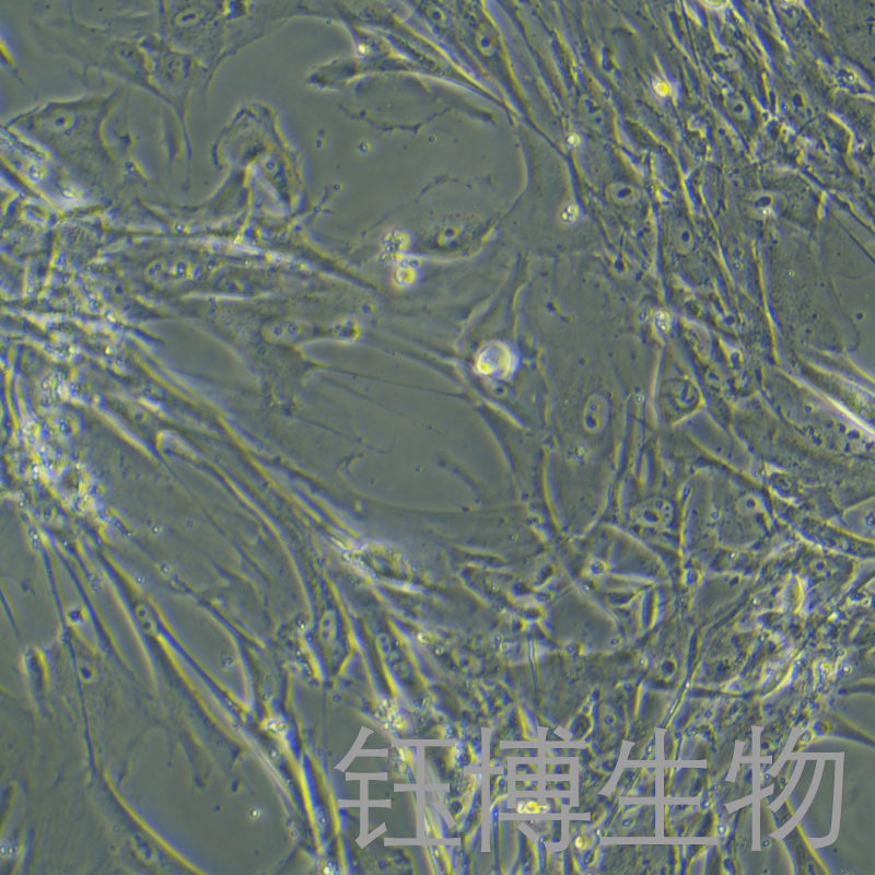 2BS（人胚肺二倍体细胞）YB-71827HC