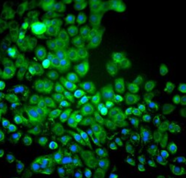 小鼠肠黏膜上皮细胞