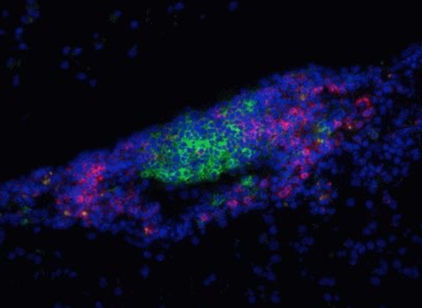 兔角膜上皮细胞