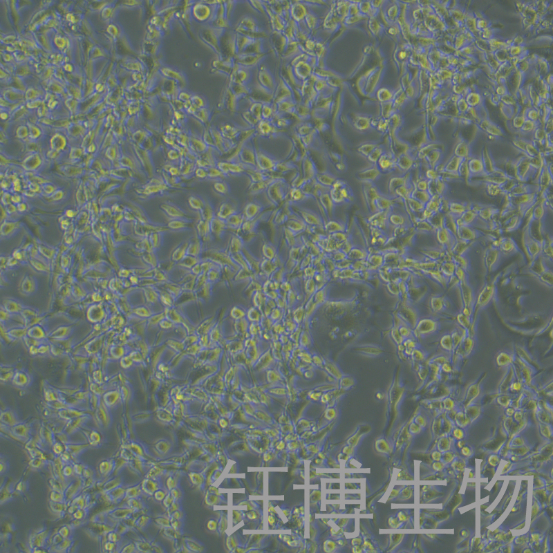 STC-1（小鼠小肠内分泌细胞系）YB-7042MC