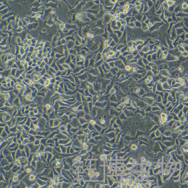 DMS-114（人小细胞肺癌细胞）YB-71835HC