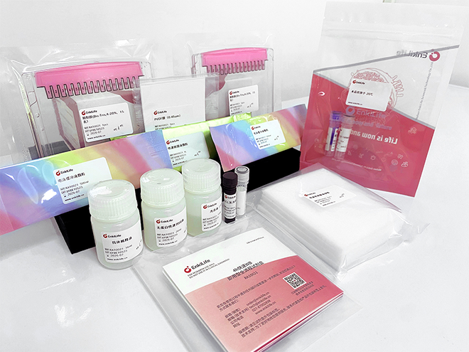 4h快速WB即用型全流程试剂盒 | WB配套试剂 | EnkiLife恩玑生命