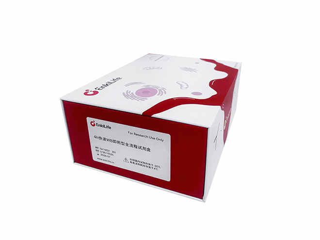 4h快速WB即用型全流程试剂盒 | WB配套试剂 | EnkiLife恩玑生命