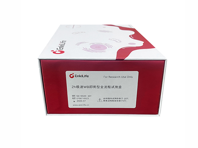 2h快速WB即用型全流程试剂盒 | WB配套试剂 | EnkiLife恩玑生命