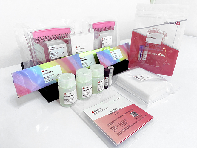 2h快速WB即用型全流程试剂盒 | WB配套试剂 | EnkiLife恩玑生命