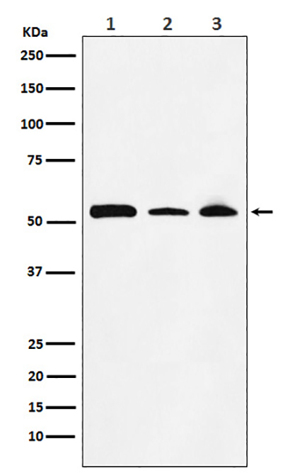 NONO / p54nrb (19A11) Rabbit Monoclonal Antibody | 兔单抗 | EnkiLife恩玑生命
