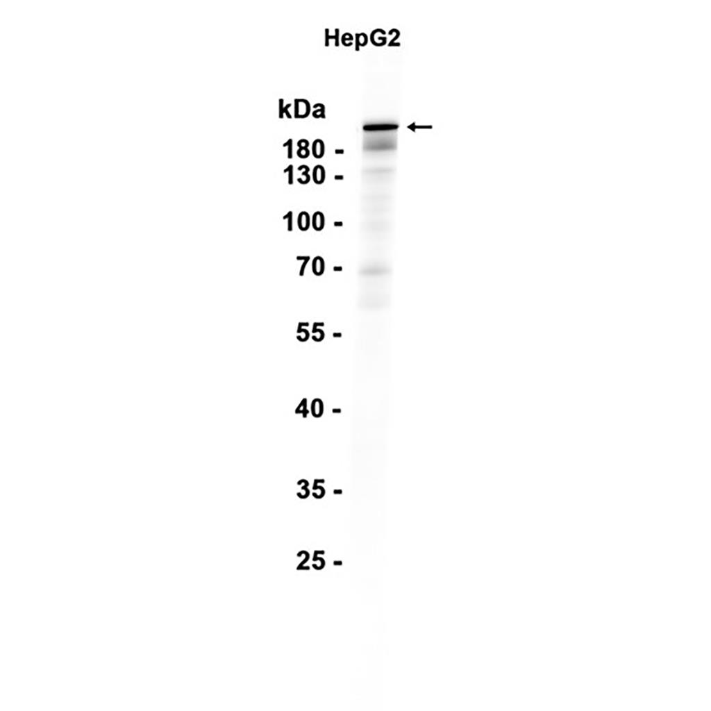 NOTCH4 (18Z4) Rabbit Monoclonal Antibody | 兔单抗 | EnkiLife恩玑生命