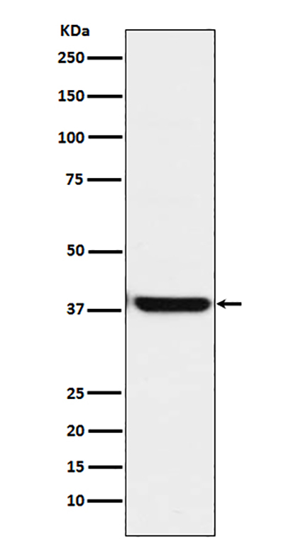 OGG1 (15C8) Rabbit Monoclonal Antibody | 兔单抗 | EnkiLife恩玑生命