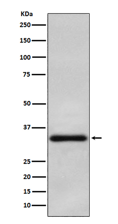 Olig2 (15Z2) Rabbit Monoclonal Antibody | 兔单抗 | EnkiLife恩玑生命
