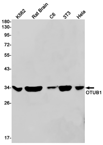 OTUB1 (7P2) Rabbit Monoclonal Antibody | 兔单抗 | EnkiLife恩玑生命