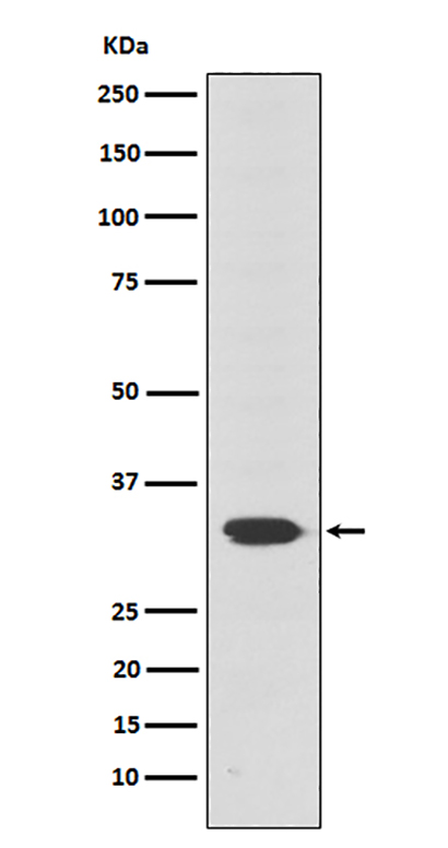 Otx2 (19N10) Rabbit Monoclonal Antibody | 兔单抗 | EnkiLife恩玑生命