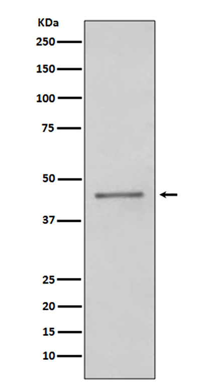 PAX5 (2F18) Rabbit Monoclonal Antibody | 兔单抗 | EnkiLife恩玑生命