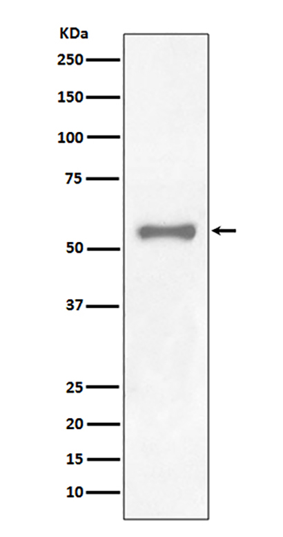PAX7 (17K19) Rabbit Monoclonal Antibody | 兔单抗 | EnkiLife恩玑生命