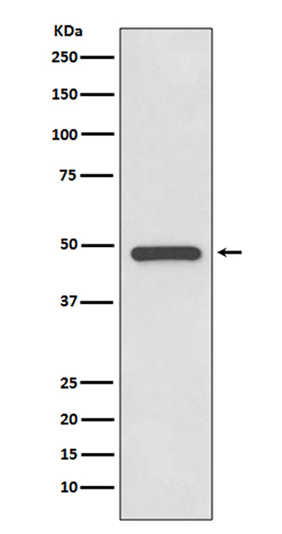 PAX8 (2K7) Rabbit Monoclonal Antibody | 兔单抗 | EnkiLife恩玑生命