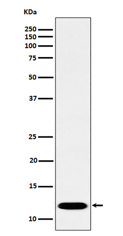 PCBD1 (12E6) Rabbit Monoclonal Antibody | 兔单抗 | EnkiLife恩玑生命
