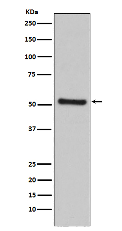 PDCD4 (7W6) Rabbit Monoclonal Antibody | 兔单抗 | EnkiLife恩玑生命