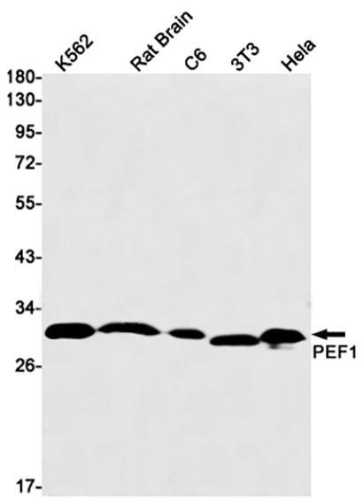 PEF1 (18D15) Rabbit Monoclonal Antibody | 兔单抗 | EnkiLife恩玑生命