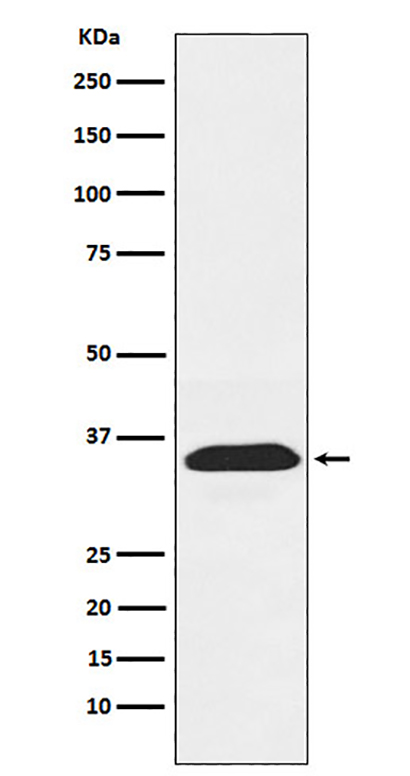 PEX19 (2Y10) Rabbit Monoclonal Antibody | 兔单抗 | EnkiLife恩玑生命