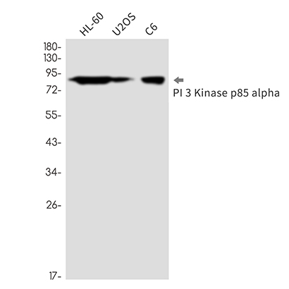 PI 3 Kinase p85 alpha (17X10) Rabbit Monoclonal Antibody | 兔单抗 | EnkiLife恩玑生命