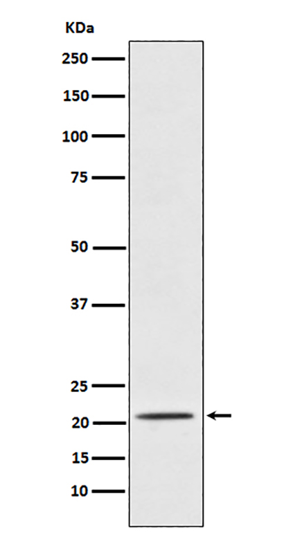 Placental Protein 14 / PAEP (11B8) Rabbit Monoclonal Antibody | 兔单抗 | EnkiLife恩玑生命