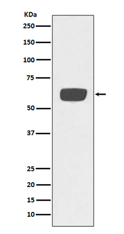 PLAT (12E12) Rabbit Monoclonal Antibody | 兔单抗 | EnkiLife恩玑生命