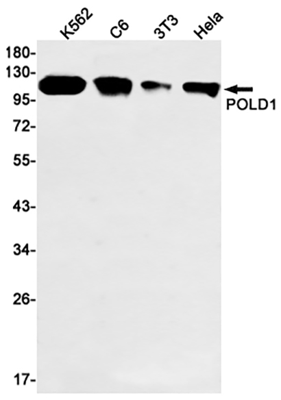 POLD1 (19G10) Rabbit Monoclonal Antibody | 兔单抗 | EnkiLife恩玑生命